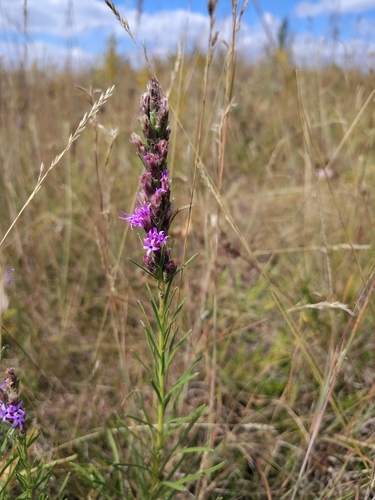 dotted gayfeather