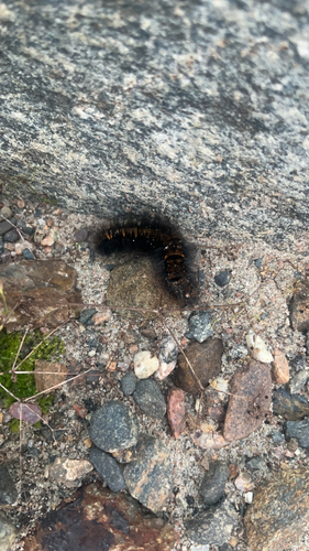 Fox Moth