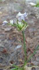 Allium canadense canadense