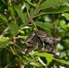 Xylotheca tettensis macrophylla