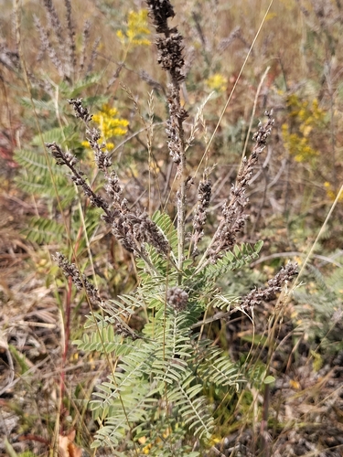 leadplant