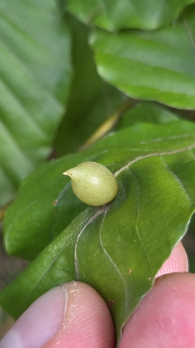 Beech Gall Midge