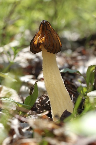Half-free Morel