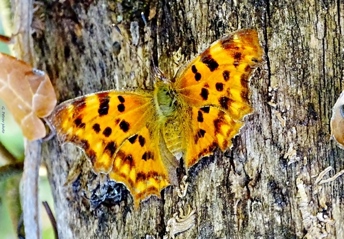 European Comma
