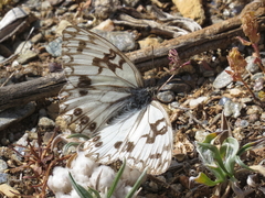 Melanargia occitanica