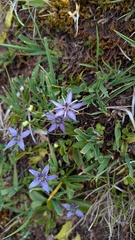 Swertia perennis, photograph (c) frangp, some rights reserved (CC BY)