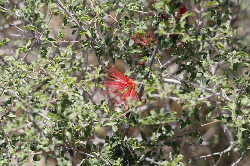 Calliandra californica observed 2026-07-07