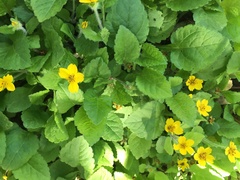 Chrysogonum