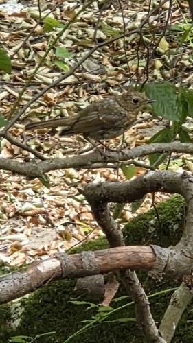 European Robin