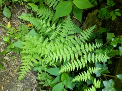 Cystopteris bulbifera