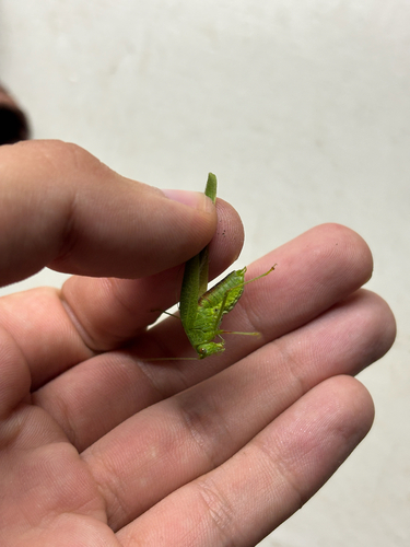 Mediterranean Katydid