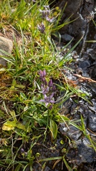 Swertia perennis, photograph (c) frangp, some rights reserved (CC BY)