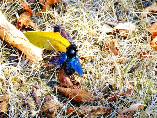 Xylocopa