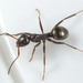 Fusca-group Field Ants - Photo (c) Mardon Erbland, some rights reserved (CC BY-NC), uploaded by Mardon Erbland