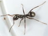 Fusca-group Field Ants - Photo (c) Mardon Erbland, some rights reserved (CC BY-NC-SA), uploaded by Mardon Erbland