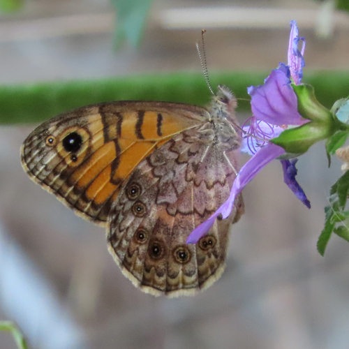 Wall Brown