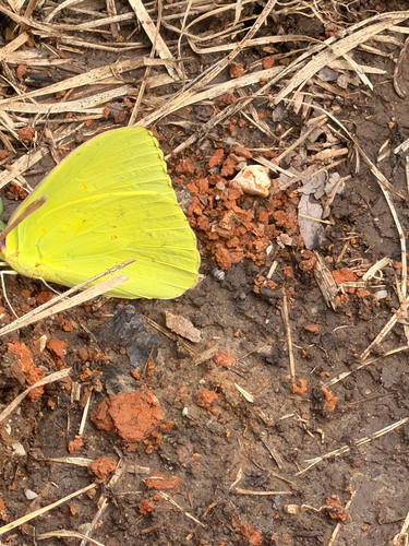 Cloudless Sulphur