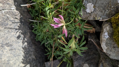Trifolium alpinum, photograph 5