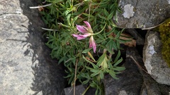Trifolium alpinum, photograph (c) frangp, some rights reserved (CC BY)