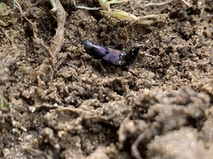 Platydracus violaceus