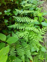 Cystopteris bulbifera