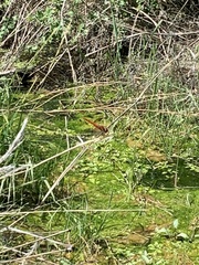 Sympetrum illotum