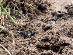 Platydracus violaceus