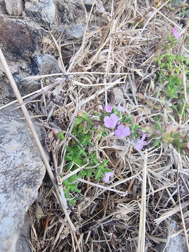 Micromeria maderensis, photograph 4