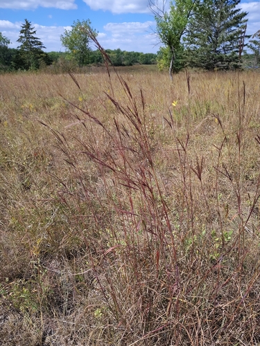 big bluestem