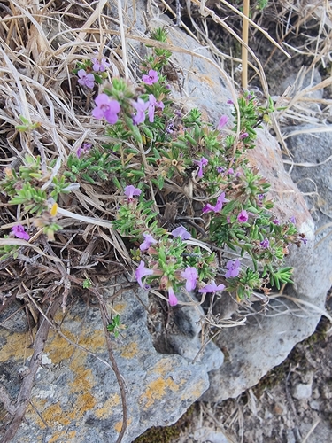 Micromeria maderensis, photograph 5
