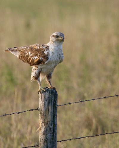 Ferruginous Hawk