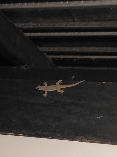 Flat-tailed House Gecko