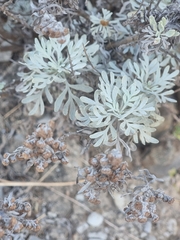 Artemisia argentea, photograph (c) Vítor Jorge, some rights reserved (CC BY)