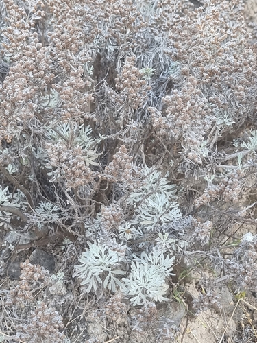 Artemisia argentea, photograph 5