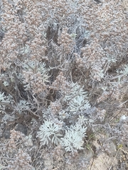 Artemisia argentea, photograph (c) Vítor Jorge, some rights reserved (CC BY)
