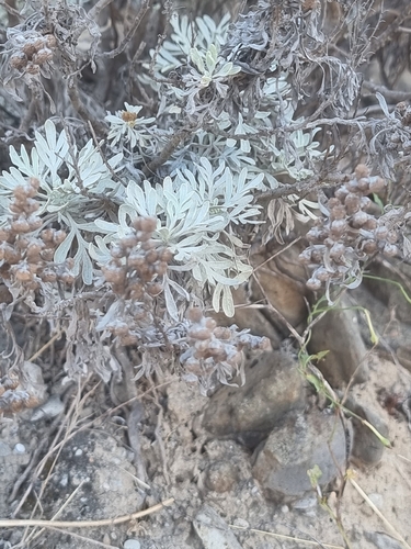 Artemisia argentea, photograph 6