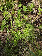 Galium dahuricum