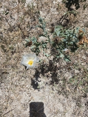 Argemone aurantiaca
