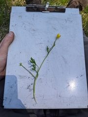 Ranunculus alismifolius