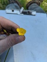 Ranunculus alismifolius