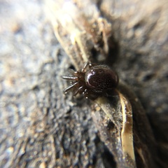 Araneae