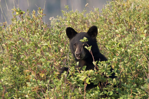 Black Bear sighting near Waterton Lakes, AB