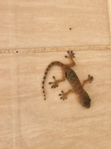 Peking Gecko