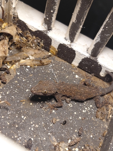 Asian House Gecko