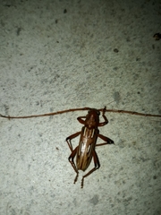 Eburodacrys havanensis