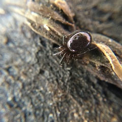 Araneae