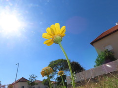 Glebionis coronaria