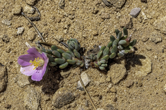 Phemeranthus brevifolius