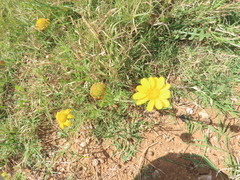 Glebionis coronaria