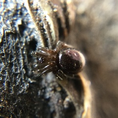 Araneae